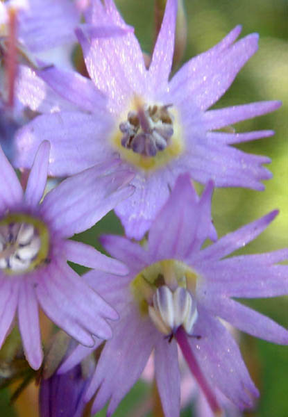 Soldanella pindicola en fleurs dans une pelouse fraîche des Pyrénées